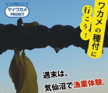マイワカメプロジェクト