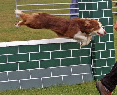 飛行犬